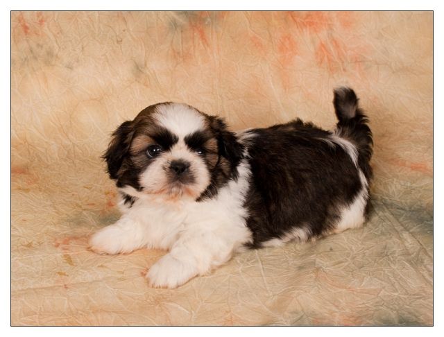 SHIH-TZU Welpen - Rassehunde Shih Tzu - Chemitz