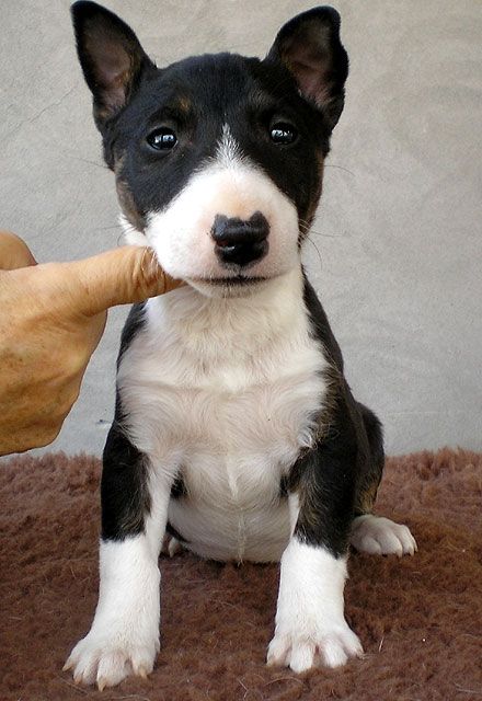 Miniature Bull Terrier Welpen (Show-Qualität) - Rassehunde Terrier - Baja