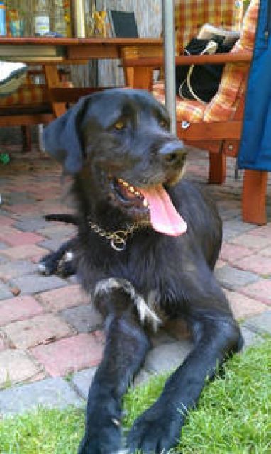 Großer Riese sucht ein neues Zuhause - Mischlinge - hohenhameln