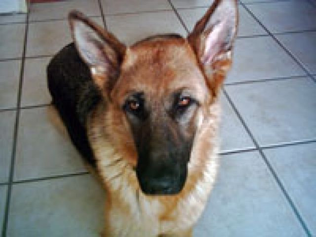 Schäferhündin YANA 6J sucht sportl. geduldige und erfahrene Menschen- MAINZ - Rassehunde Schaeferhund - Mainz