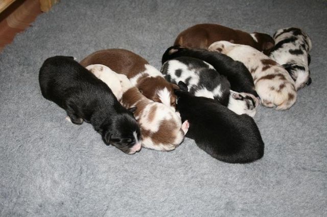 + + + Süsse Australian Shepherd Welpen + + +  - Rassehunde Shepherd - Hamminkeln