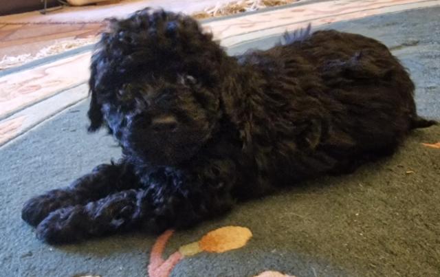 Zwergpudel Welpin - Rassehunde Pudel - Rotenburg a.d. Fulda