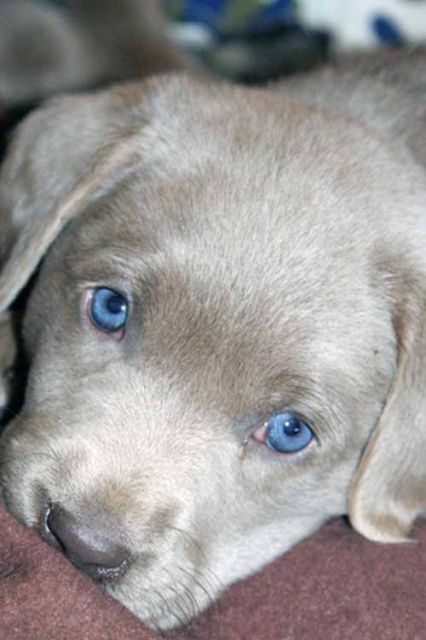 Wir suchen einen Welpen Labrador - Rassehunde Labrador - Bad Salzuflen