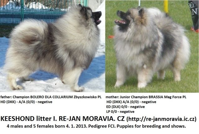 Wolfsspitz / keeshond Welpen mit papieren FCI - Rassehunde Spitz - Ostrava