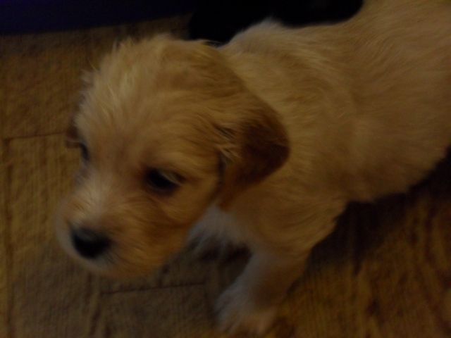 Cocker spaniel mischlinge - Mischlinge - Wurzen