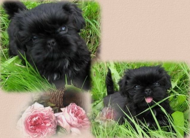 *Shih Tzu* - Rassehunde Shih Tzu - Feldatal