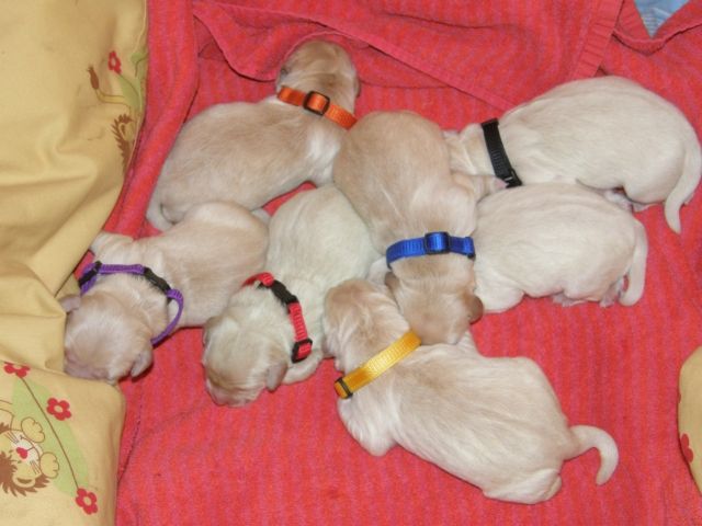 Golden Retriever Welpen - Rassehunde Golden Retriever - Herne