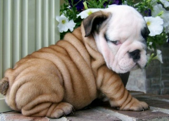  Englisch Bulldog/ Bulldoggen Welpen mit Ahnentafel whatsapp (+4915145672158) - Rassehunde Bulldog - Recklinghausen