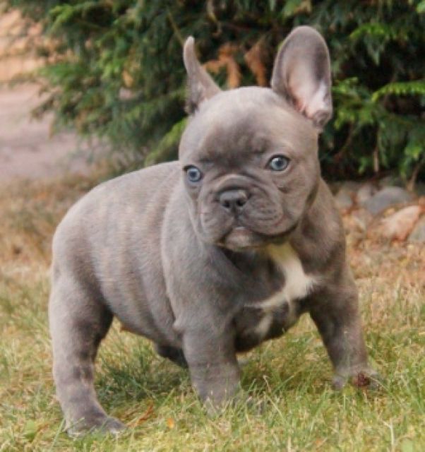 Französische Bulldoggen Welpe suchen ein neues gemütliches Zuhaus - Rassehunde Franzoesische Bulldogge - Dresden 