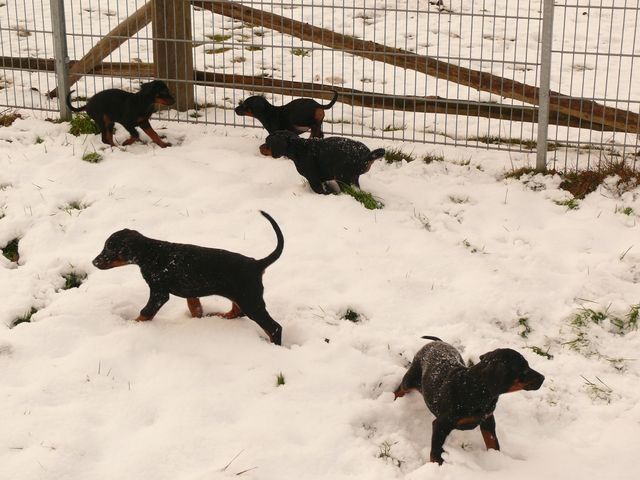 Dobermann welpen - Rassehunde Dobermann - bramsche
