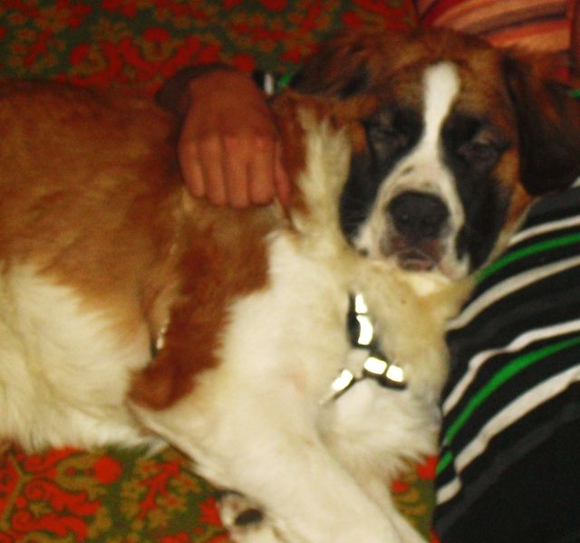 SUCHE NEUES ZUHAUSE - Rassehunde Bernhardiner - köln