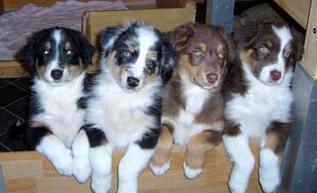 Australian Shepherd Welpen aus liebevoller Hobbyzucht !Whatsapp (+4915145672158) - Rassehunde Australian Shepherd - Gummersbach