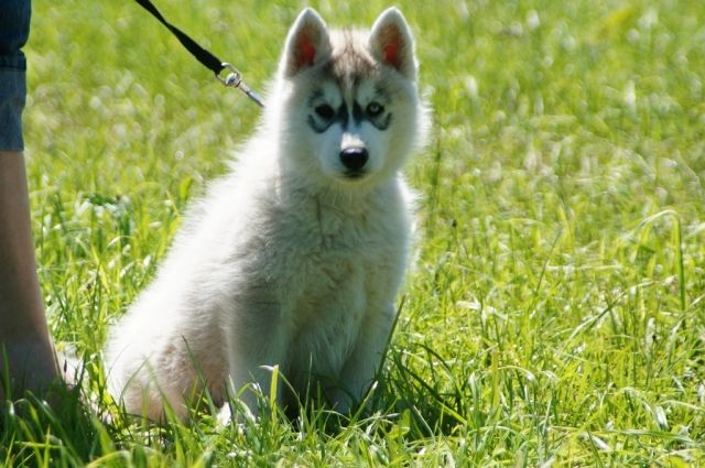 Wunderschöner Husky-Welpe /weiblich 10 Wochen mit VDH/FCI-Papieren sucht liebev - Rassehunde Husky - Penzberg