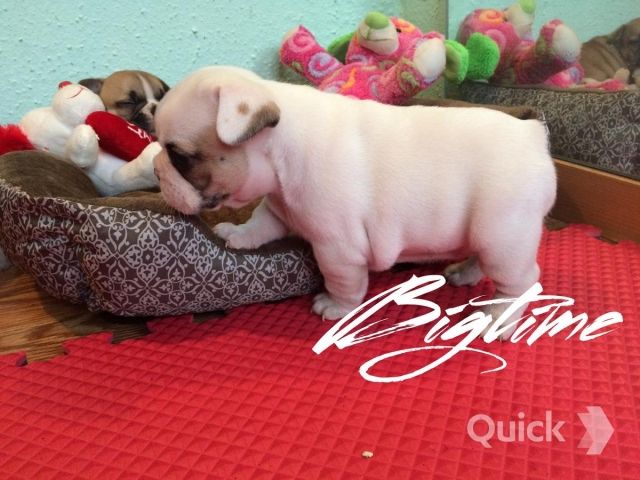 Französische Bulldoggen Welpen mit (Papiere) - Rassehunde Franzoesische Bulldogge - Bonn