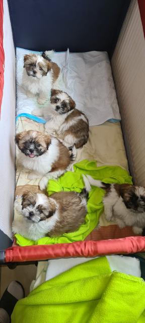 Shih Tzu Welpen  - Rassehunde Shih Tzu - Emden
