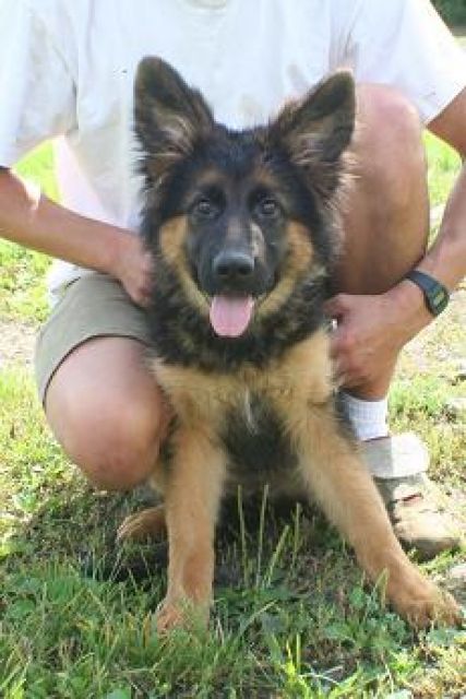 Top Schäferhundwelpen vom Weltsieger 2010 - Rassehunde Schaeferhund - Frohburg