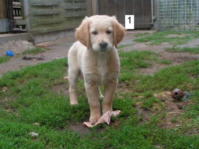 Golden Retriever Welpen - Rassehunde Golden Retriever - Wittenberge
