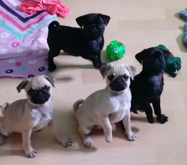 Süße und gesunde Mops welpen in schwarz und beige mit Papieren Whatsapp (+4915 - Rassehunde Mops - Bremen
