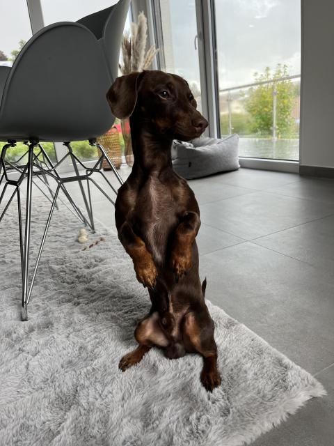 Bruno Dackel-Jackrussel  - Deckanzeigen - Porta Westfalica