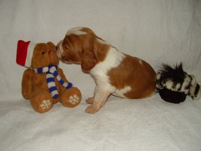  Welsh Springer Spaniel - welfe - Rassehunde Spaniel - chlumec nad cidlinou