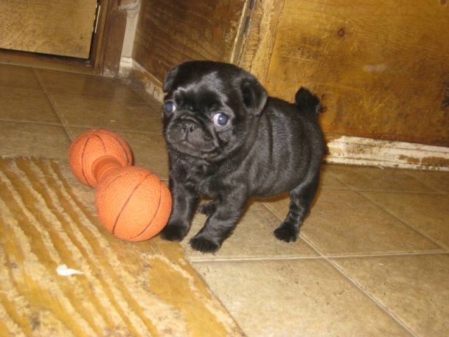 Mops Welpen - Rassehunde Mops - berlin