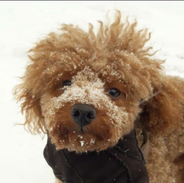 Zwergpudel, Deckrüde rot/braun - Deckanzeigen - Gelsenkirchen