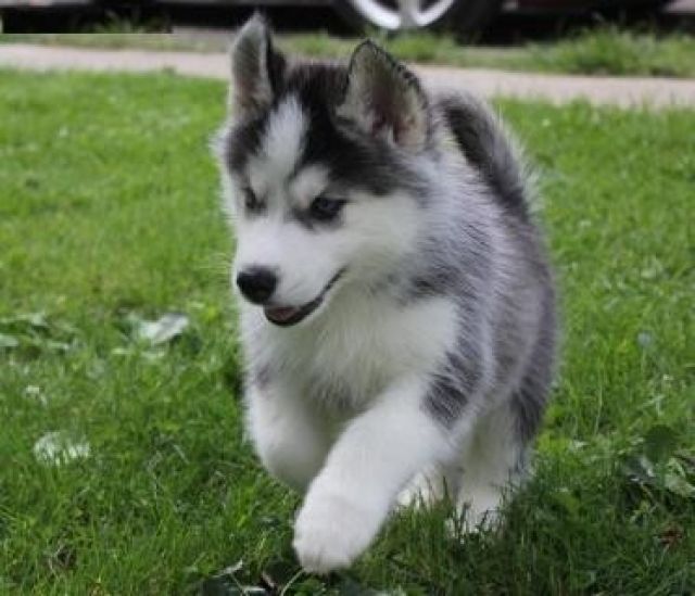 1 Hündin und 2 Rüden suchen noch ein schönes und lebenslanges neues zu Hause. - Rassehunde Husky - 42781 Haan 