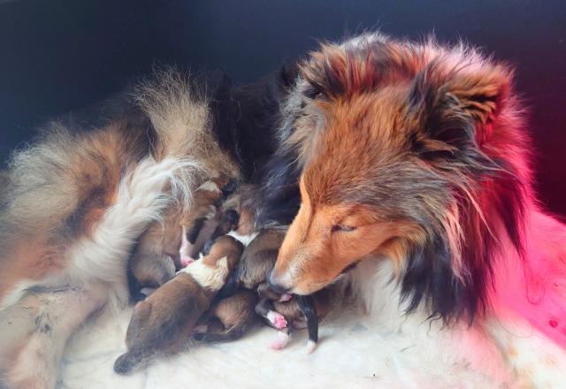 Sheltie Welpen  - Rassehunde Sheltie - Cloppenburg
