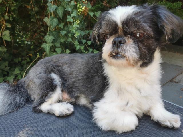 Shih Tzu Rüde sucht Shih Tzu Hündin zum decken - Deckanzeigen - Mengen