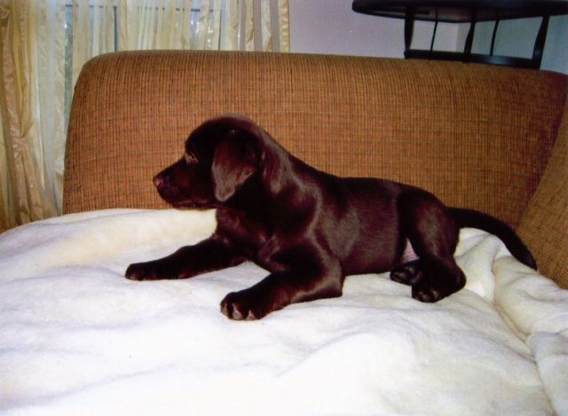 Labrador Welpen nur in beste Hände ! - Rassehunde Labrador - Bregenz