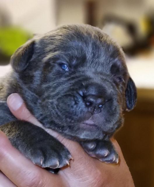 Cane Corso Welpen - Rassehunde Dogge - Lötzbeuren