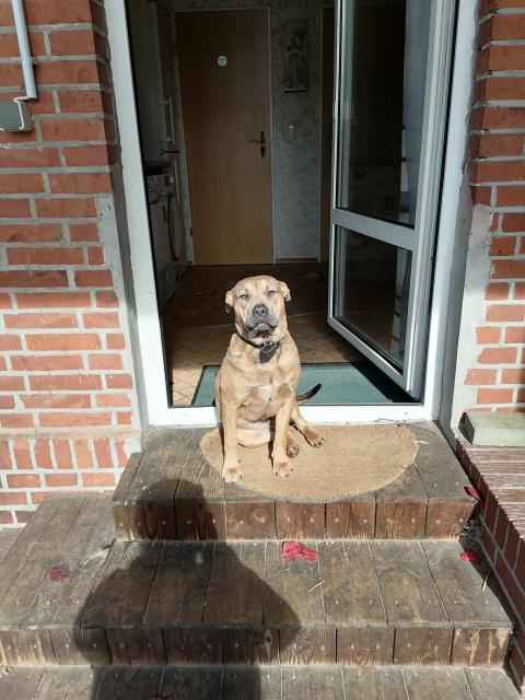 Amstaffmischlinge - Mischlinge - Saterland