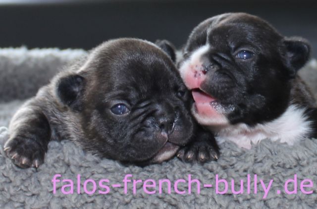 French Bullys MADE IN GERMANY by Falo s - Rassehunde Franzoesische Bulldogge - Eppingen