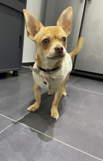 Chihuahua Rüde 6 Monate sucht liebevolles Zuhause  - Rassehunde Chihuahua - Heilbronn 