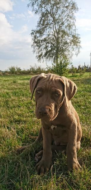 Bandog 6 mon. alt - Rassehunde Dogge - Demmin