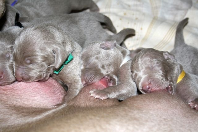 Welpen aus A-Wurf Anfang/Mitte November abzugeben - Rassehunde Weimaraner - Ternitz