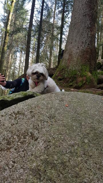 Deckrüde für unsere Mija - Rassehunde Shih Tzu - Konstanz