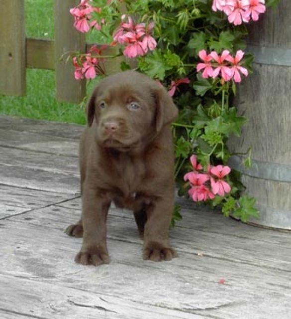 Labrador Retriever Welpen - Rassehunde Labrador - Gangkofen