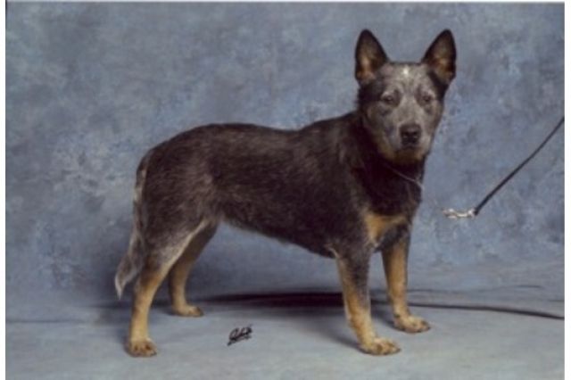 Australian Cattle Dog Welpen VDH - Rassehunde Cattle Dog - Hundersingen