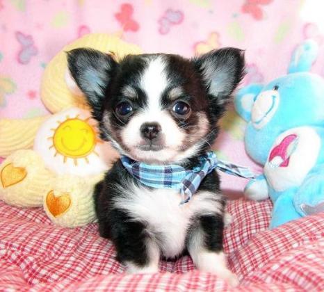 Schön-Chihuahua Welpen - Rassehunde Chihuahua - Bremen