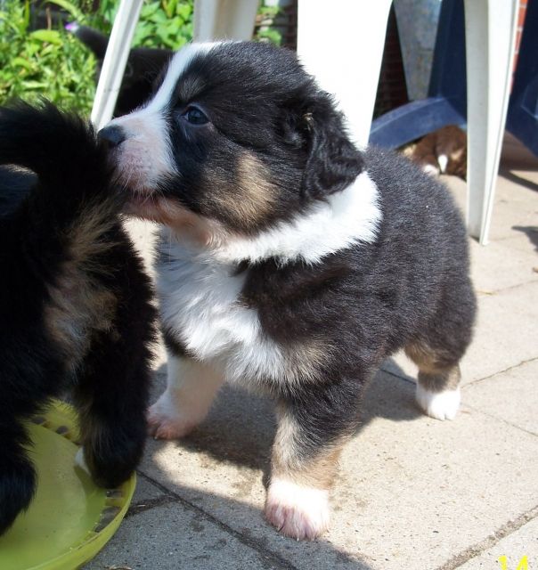 Australian Shepherd Welpen - ASCA-Papiere - Rassehunde Australian Shepherd - Petershagen