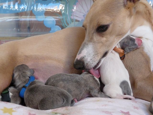 Super schöne Whippetwelpen in Traumfarbe blau/isabell/weiß m. Papieren - Rassehunde Windhund - Senden