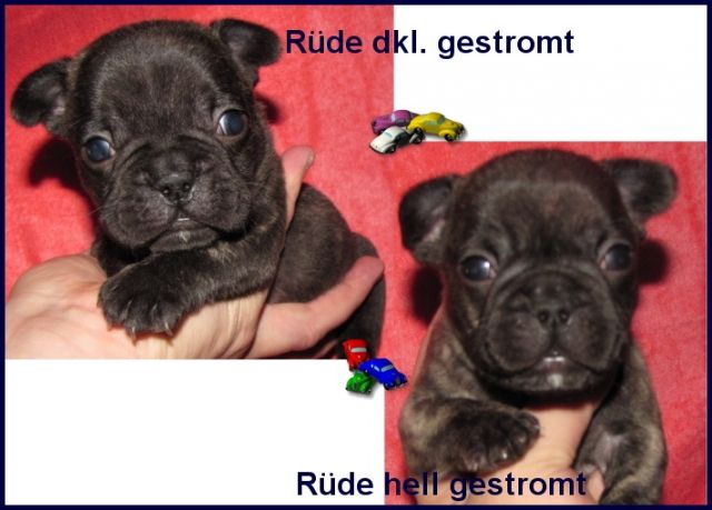 Franz.Bulldoggen aus Top Fawn/Fawn-Brindle verpaarung - Rassehunde Franzoesische Bulldogge - Frankfurt