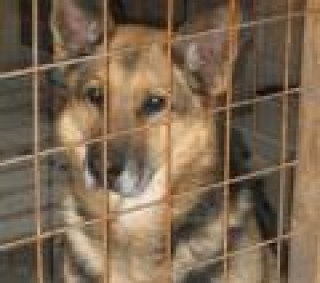 TONI - Wer gibt ihm trotz HD eine Chance? - Rassehunde Schaeferhund - Heidelberg