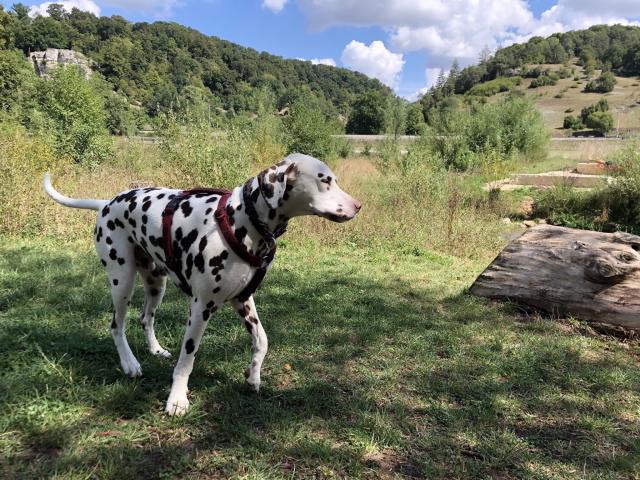 Reinrassiger Dalmatiner Rüde zum Decken - Deckanzeigen - Pappenheim