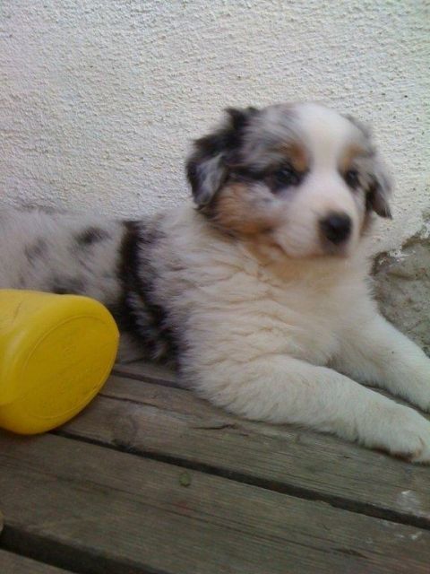 Wunderschöner AustralianShepherdWelpe (bluemerle, Rüde) ab 10.08 abzugeben - Rassehunde Australian Shepherd - Bad Griesbach