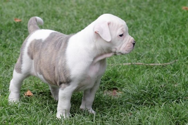 American bulldogen mit stammbaum  - Rassehunde Bulldog - Stolberg (Rheinland)