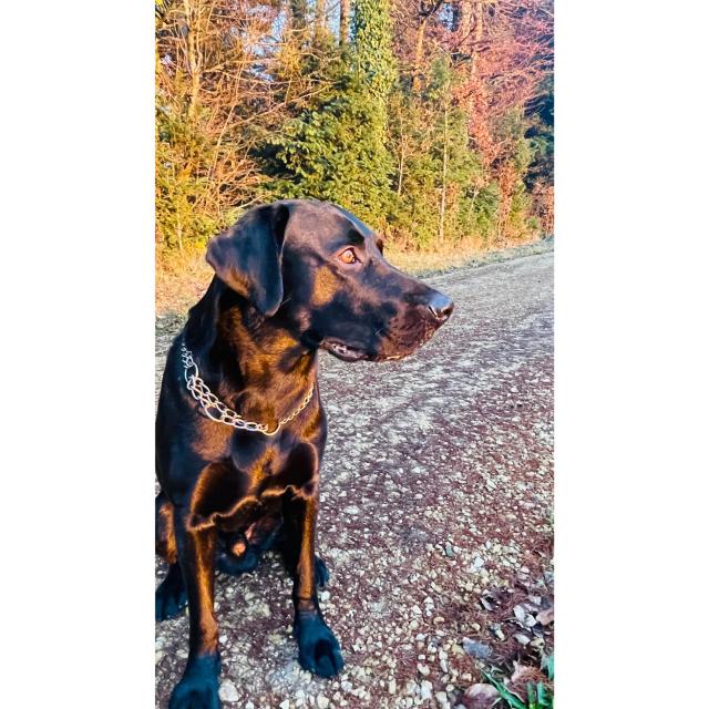 Deckrüde Labrador Retriever - Rassehunde Labrador - Ins