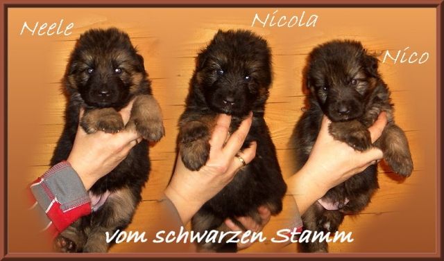DSH Langstockhaar Welpen - Rassehunde Schaeferhund - Möhlau