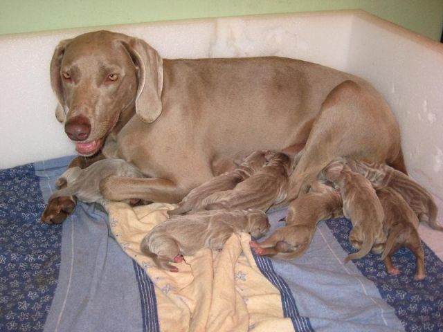 Weimaraner Welpen - Rassehunde Weimaraner - Neustadt an der Orla
